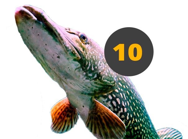 Топ-10 лучших воблеров на щуку