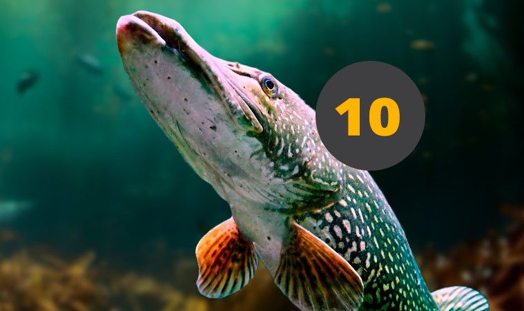 Топ-10 лучших воблеров на щуку