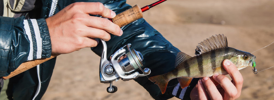 выловленный окунь