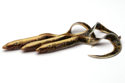 Силиконовая приманка Savage Gear 3D Real Eel LB 20cm 27gr Lamprey PHP / 2 штуки