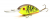 Воблер Bomber Fat Free Shad BD7F CHBT Воблер Bomber Fat Free Shad BD7F CHBT
