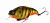 Воблер Megabass Vibration-X Vatalion SF gg megakin gill
