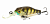 Воблер Pontoon21 Cheerful 40F-MR 108